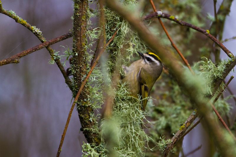 Golden-Crowned Kinglet